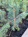Сеянцы, саженцы хвойных растений из питомника доставка из г.Шахты