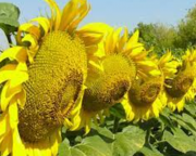 Семена гибрид подсолнечника Клип (Клеарфильд) доставка из г.Зерноград