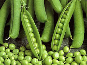 Семена гороха ярового Аксайский усатый 7 Усатый кормовой доставка из г.Зерноград