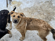 Щенки-мальчишки ищут дом Санкт-Петербург