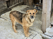 Щенки-мальчишки ищут дом Санкт-Петербург