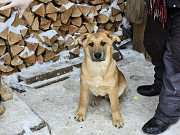 Щенки-мальчишки ищут дом Санкт-Петербург