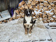 Щенки-мальчишки ищут дом Санкт-Петербург