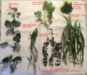 Продаются аквариумные растения. Алматы