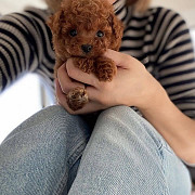 Щенки той-пуделя для усыновления в хорошие семьи доставка из г.Анкона