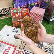 Щенки той-пуделя для усыновления в хорошие семьи доставка из г.Анкона