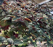 Растения для озеленения - купить в Москве из питомника Москва