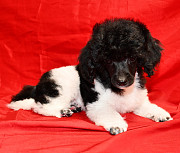 Той пуделя щенок арлекин ДЖЕНТЛИ БОРН ЧИЖИК доставка из г.Москва