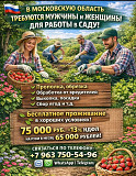 Требуются мужчины и женщины для работы в саду Бишкек