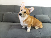 Щенок Вельш Корги Пемброк Челябинск
