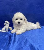 Щенок той пудель белый мальчик Джентли Борн Снежок Москва