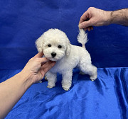 Щенок той пудель белый мальчик Джентли Борн Снежок Москва