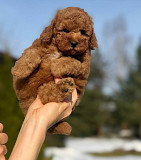 Пуделя щенок той рыжий БАНТИК доставка из г.Москва