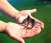 Малек осетра, форель. Ирпень