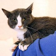 Кот ДымОК ищет дом Москва