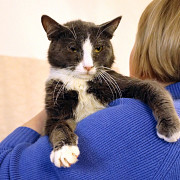 Кот ДымОК ищет дом Москва