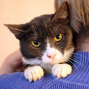 Кошка Анечка ищет дом Москва