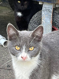 Кошка Анечка ищет дом Москва