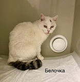 Кошка Белочка ищет дом Москва