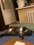 Кошка Варя ищет дом Москва