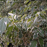 Крупномеры в Москве и Подмосковье с доставкой и посадкой Москва