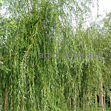 Крупномеры в Москве и Подмосковье с доставкой и посадкой Москва