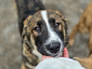 Прекрасный умный щенок ищет дом Санкт-Петербург