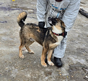 Прекрасный умный щенок ищет дом Санкт-Петербург