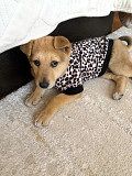 Скромный щенок в футболочке ищет дом Санкт-Петербург