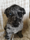 Редкий щенок Санкт-Петербург