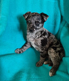 Редкий щенок Санкт-Петербург