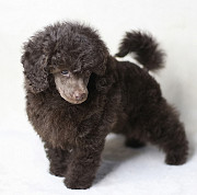 Пуделя щенок миниатюрный коричневый мальчик Циклон Москва