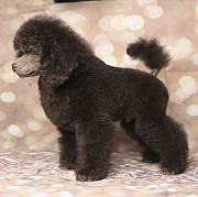 Пуделя щенок миниатюрный коричневый мальчик Циклон Москва