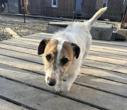 Маленький породистый пёсик Санкт-Петербург