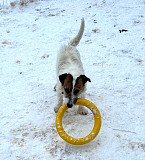 Маленький породистый пёсик Санкт-Петербург