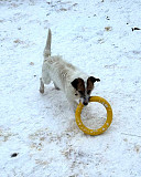 Маленький породистый пёсик Санкт-Петербург