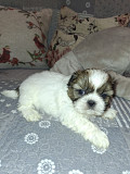 Идеальные чистокровные щенки Ши-Тцу. Вильнюс