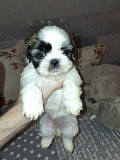 Идеальные чистокровные щенки Ши-Тцу. Вильнюс