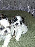Идеальные чистокровные щенки Ши-Тцу. Вильнюс
