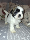 Идеальные чистокровные щенки Ши-Тцу. Вильнюс
