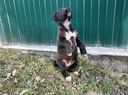 Маленький модный щенок доставка из г.Санкт-Петербург