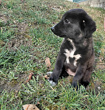 Маленький модный щенок доставка из г.Санкт-Петербург