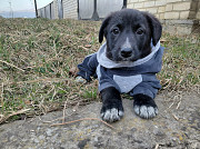 Маленький модный щенок доставка из г.Санкт-Петербург