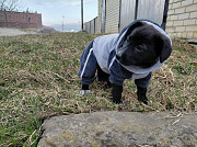 Маленький модный щенок доставка из г.Санкт-Петербург