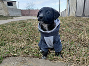 Маленький модный щенок доставка из г.Санкт-Петербург