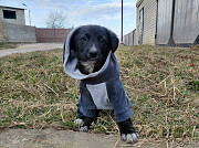 Маленький модный щенок доставка из г.Санкт-Петербург