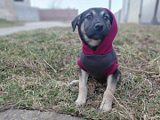 Ручной игривый щеночек ищет дом Санкт-Петербург