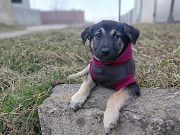 Ручной игривый щеночек ищет дом Санкт-Петербург