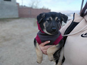 Ручной игривый щеночек ищет дом Санкт-Петербург