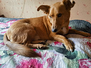 Бабушкин и дедушкин пёсик очень ищет дом Санкт-Петербург